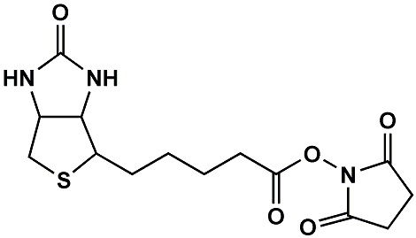 (+)-Biotin-NHS Ester
