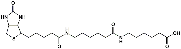 (+)-Biotin-LC-LC