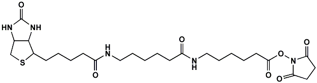 (+)-Biotin-LC-LC-NHS Ester