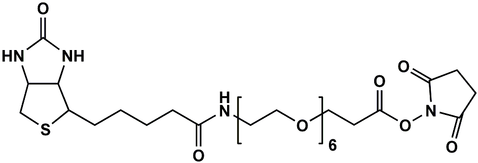 (+)-Biotin-PEG6-NHS Ester
