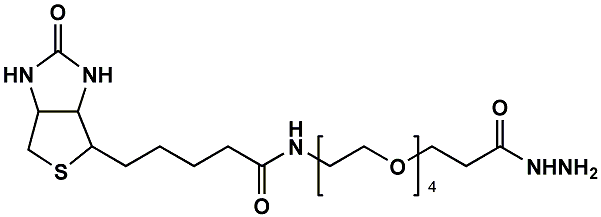 (+)-Biotin-PEG4-Hydrazide