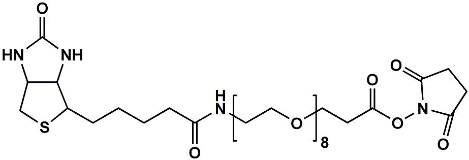 (+)-Biotin-PEG8-NHS Ester