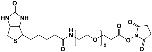 (+)-Biotin-PEG9-NHS Ester